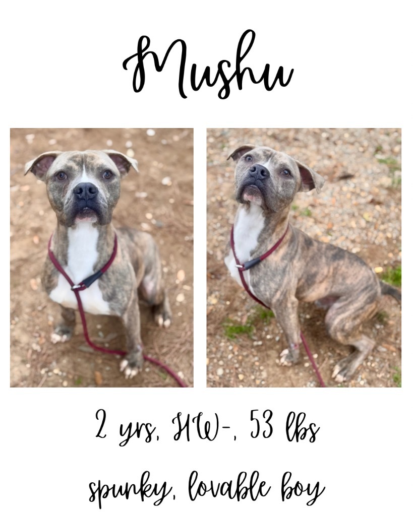 Mushu