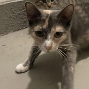 Eggstra, Adult Female Domestic Short Hair