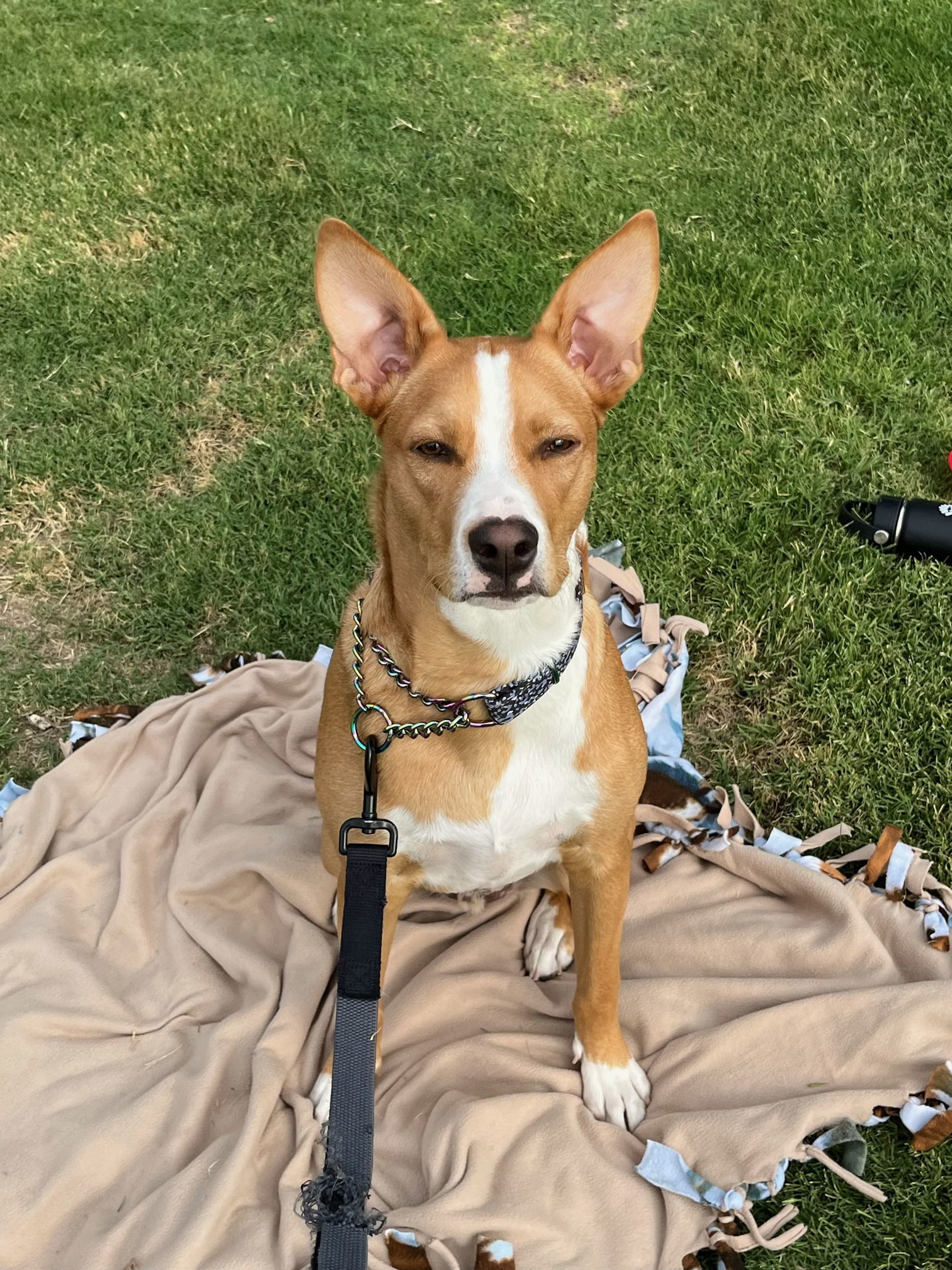 Louie (Courtesy post), an adoptable Basenji, Carolina Dog in Phoenix, AZ, 85017 | Photo Image 1