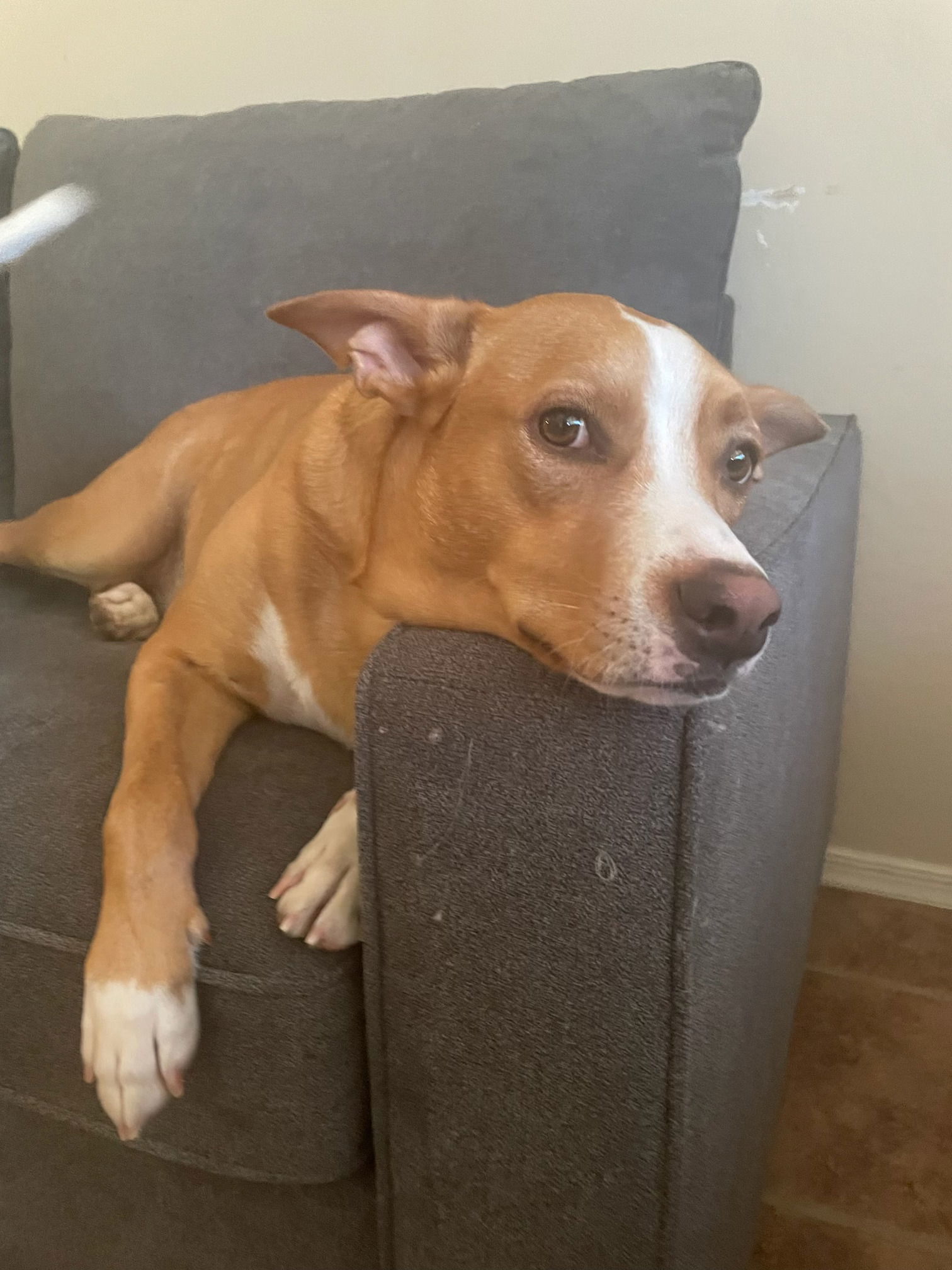 Louie (Courtesy post), an adoptable Basenji, Carolina Dog in Phoenix, AZ, 85017 | Photo Image 2