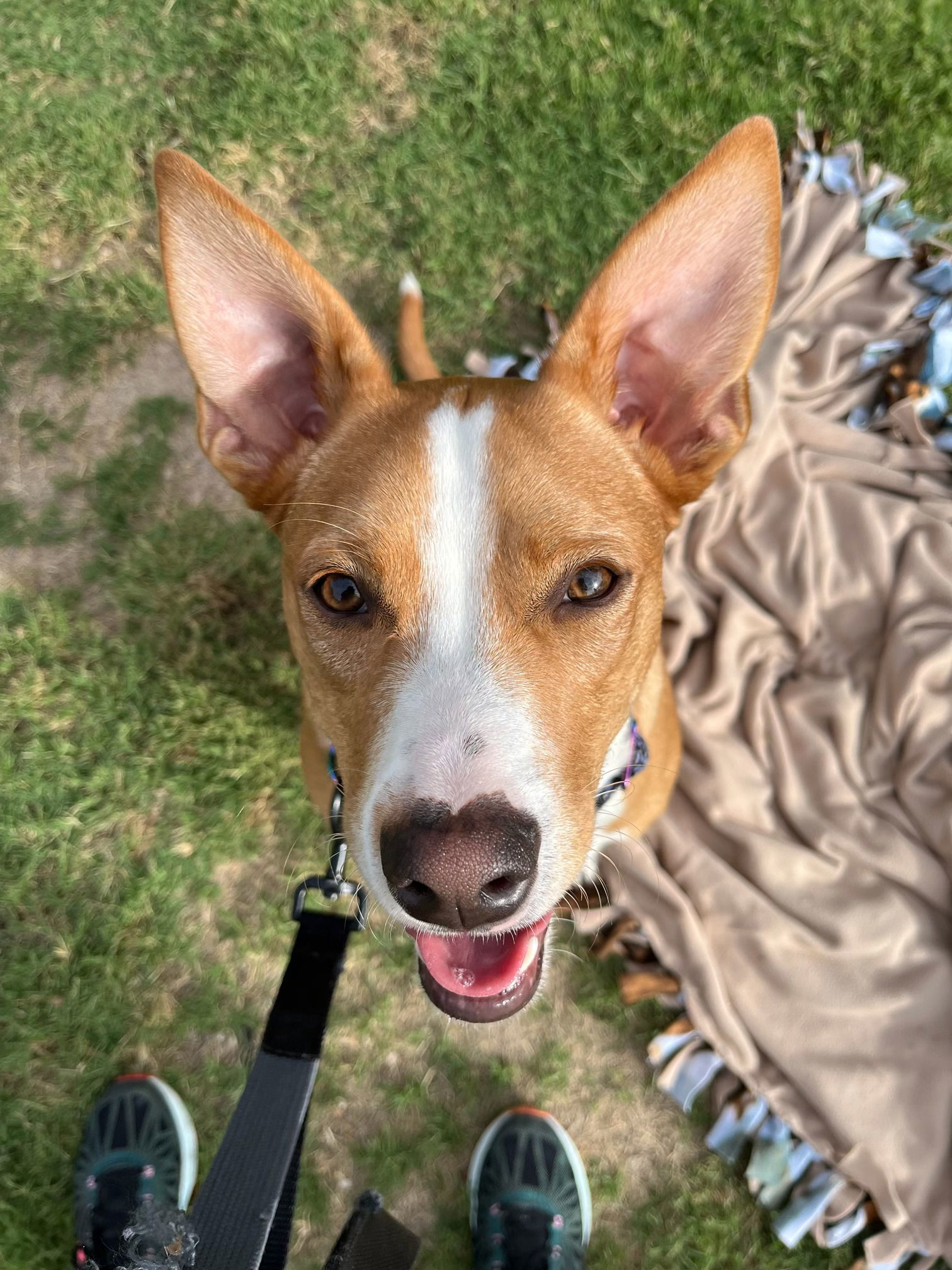 Louie (Courtesy post), an adoptable Basenji, Carolina Dog in Phoenix, AZ, 85017 | Photo Image 3