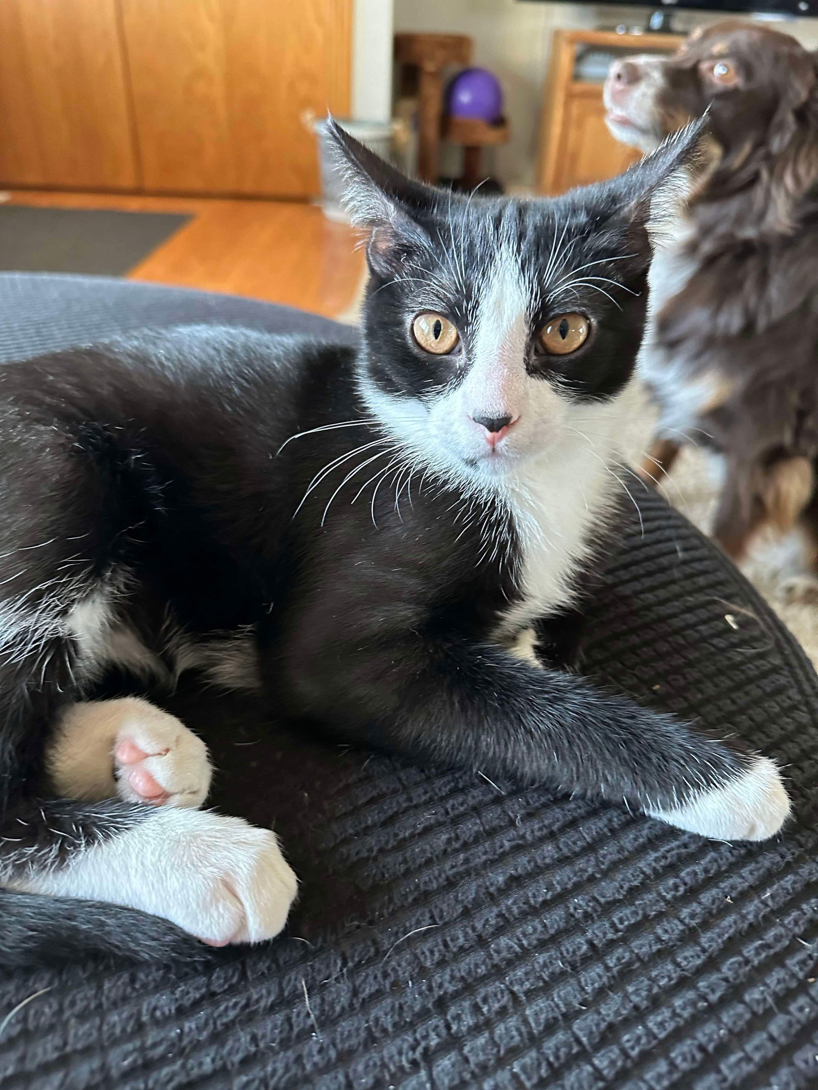 Carson, an adoptable Domestic Short Hair in Alexandria, MN, 56308 | Photo Image 1