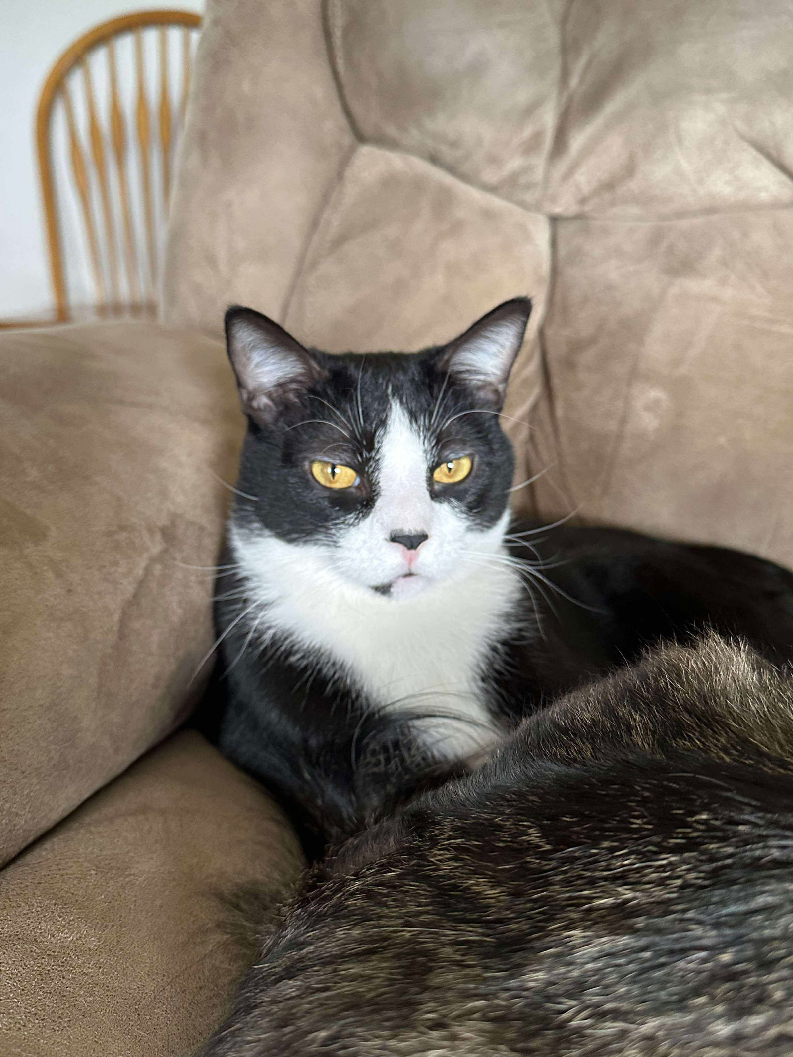 Carson, an adoptable Domestic Short Hair in Alexandria, MN, 56308 | Photo Image 1