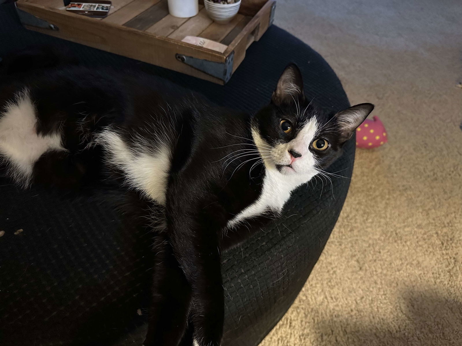 Carson, an adoptable Domestic Short Hair in Alexandria, MN, 56308 | Photo Image 3