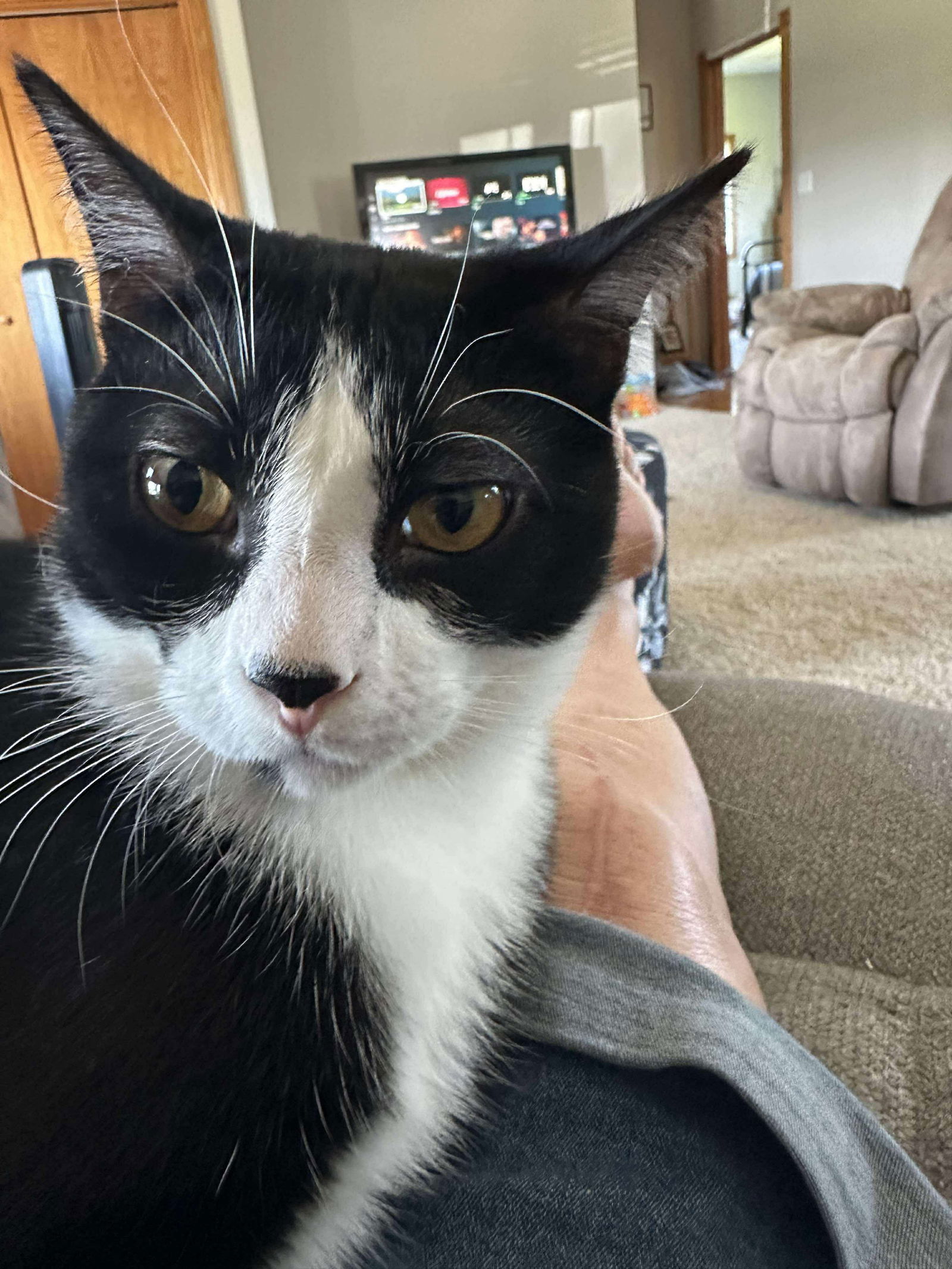 Carson, an adoptable Domestic Short Hair in Alexandria, MN, 56308 | Photo Image 3