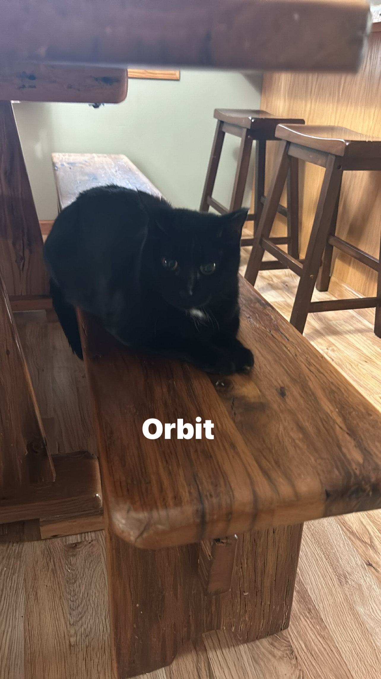 Orbit, an adoptable Domestic Short Hair in Alexandria, MN, 56308 | Photo Image 1