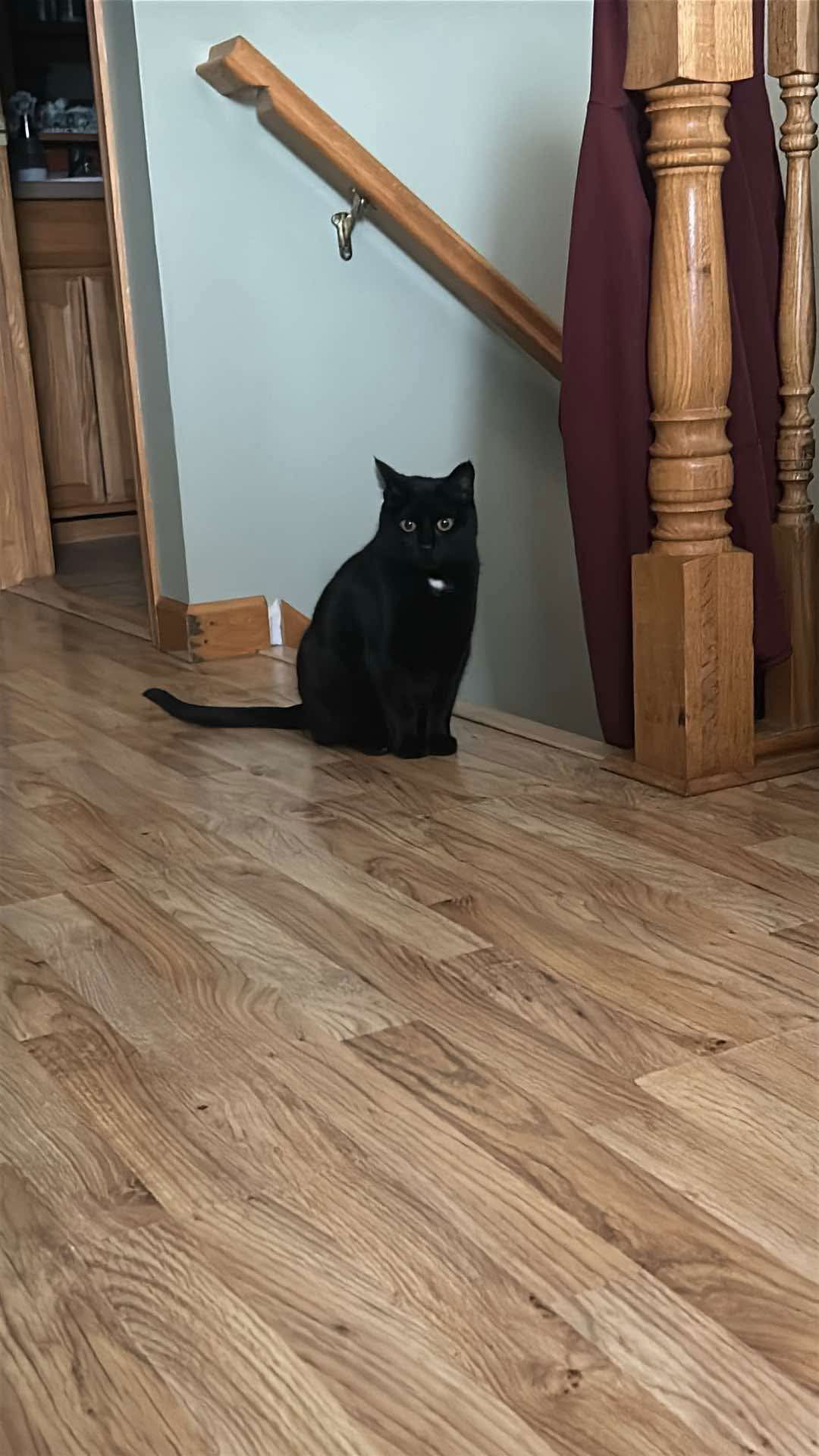 Orbit, an adoptable Domestic Short Hair in Alexandria, MN, 56308 | Photo Image 2
