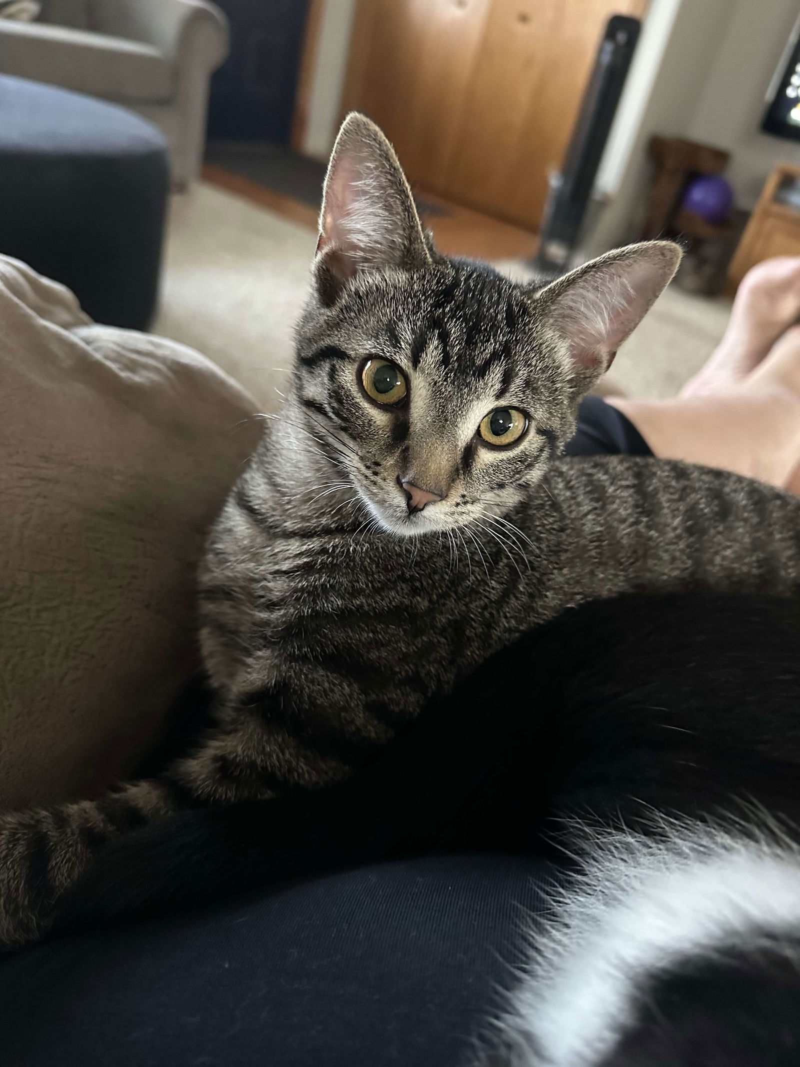 Cash, an adoptable Domestic Short Hair in Alexandria, MN, 56308 | Photo Image 3