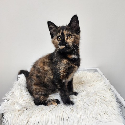 Greta, an adoptable Domestic Short Hair in Great Falls, MT, 59404 | Photo Image 1