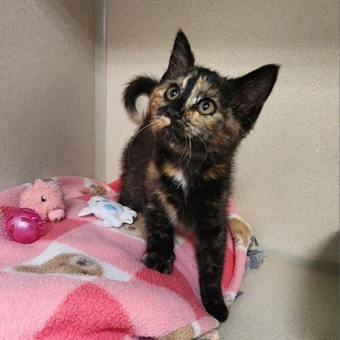 Greta, an adoptable Domestic Short Hair in Great Falls, MT, 59404 | Photo Image 2