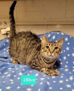 Olive, Adult Female unknown