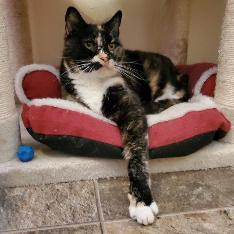 Paige, an adoptable Domestic Short Hair in Lander, WY, 82520 | Photo Image 1