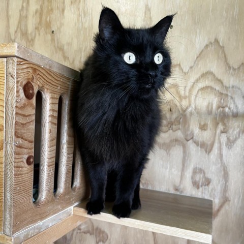 Noir, an adoptable Domestic Long Hair in Lander, WY, 82520 | Photo Image 1