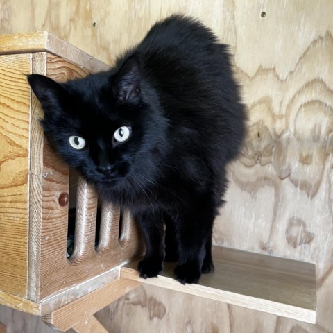 Noir, an adoptable Domestic Long Hair in Lander, WY, 82520 | Photo Image 2