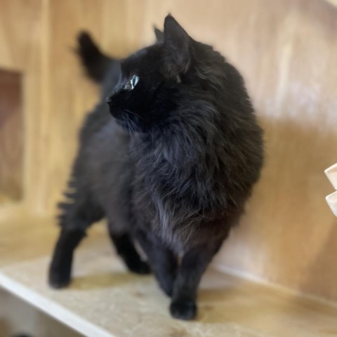 Noir, an adoptable Domestic Long Hair in Lander, WY, 82520 | Photo Image 3