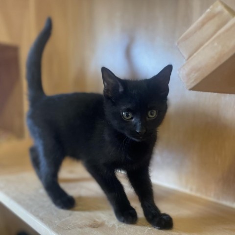 Frankie, an adoptable Domestic Short Hair in Lander, WY, 82520 | Photo Image 1