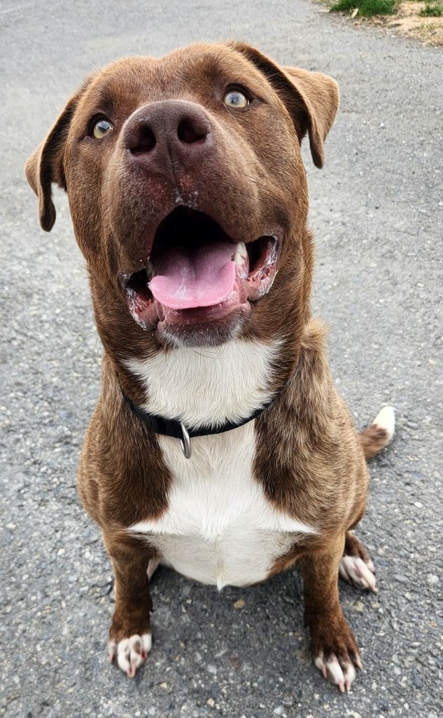 Loki, an adoptable Hound in Kenai, AK, 99611 | Photo Image 1