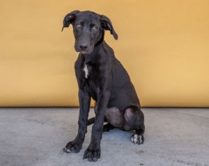 A5634915 Lana is a 5 month old Labrador Retriever mix puppy who came to the Baldwin Park Animal Car