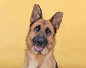 A5632200 Niu Niu  German Shepherd A5632200 Niu Niu is a German Shepherd who came to the Baldwin Pa