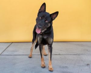 A5629085 Agent  German Shepherd A5629085 Agent is a special boy a super friendly guy Hes timid 