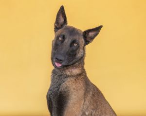 ACE Belgian Shepherd / Malinois Dog