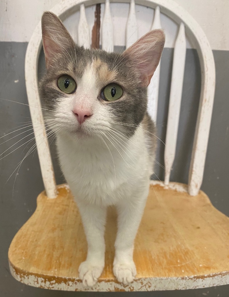 LOLA, an adoptable Calico in Lemoore, CA, 93245 | Photo Image 1