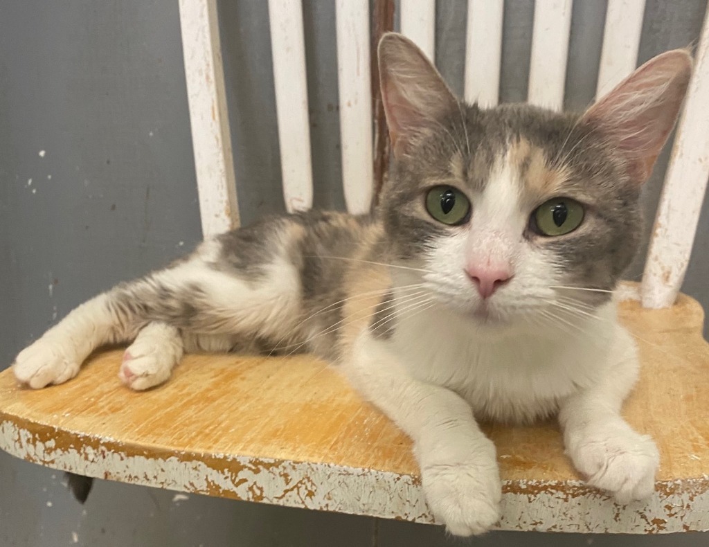LOLA, an adoptable Calico in Lemoore, CA, 93245 | Photo Image 2