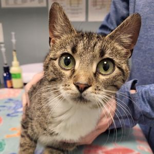 Liv, Adult Female Domestic Short Hair