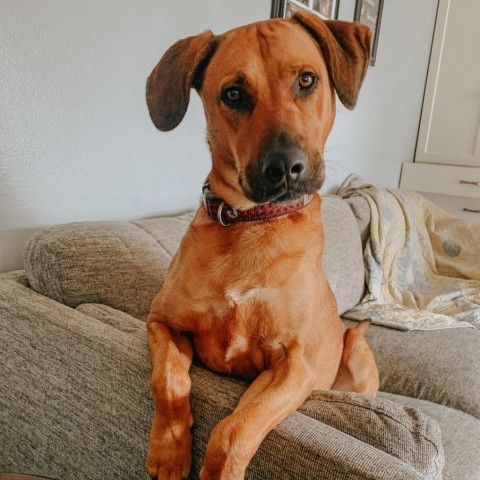 Cooper, an adoptable Hound in Cashmere, WA, 98815 | Photo Image 3