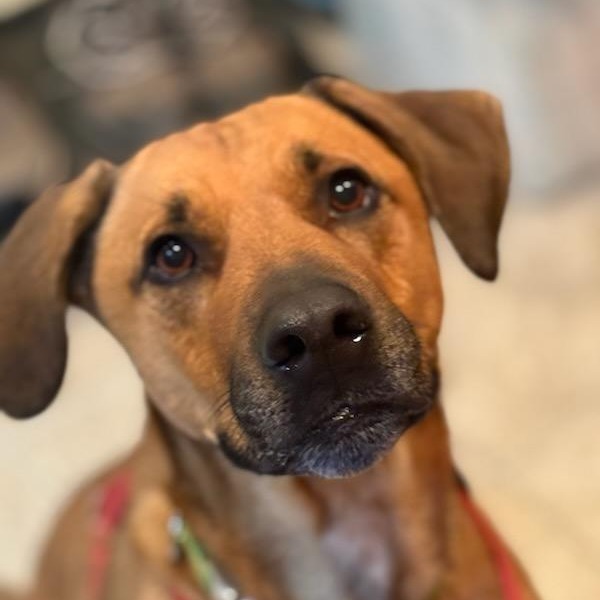 Cooper, an adoptable Rhodesian Ridgeback, Hound in Cashmere, WA, 98815 | Photo Image 3