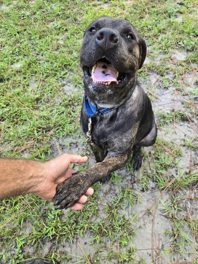 Bruno
