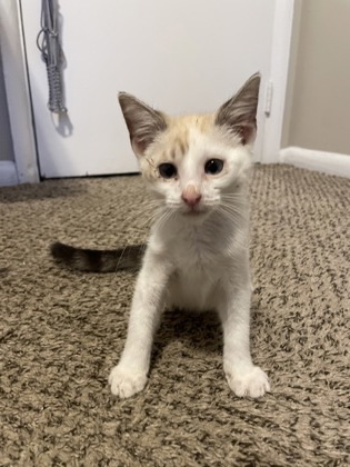 Cat For Adoption - Barnaby, A Domestic Short Hair In Kansas City, Mo 