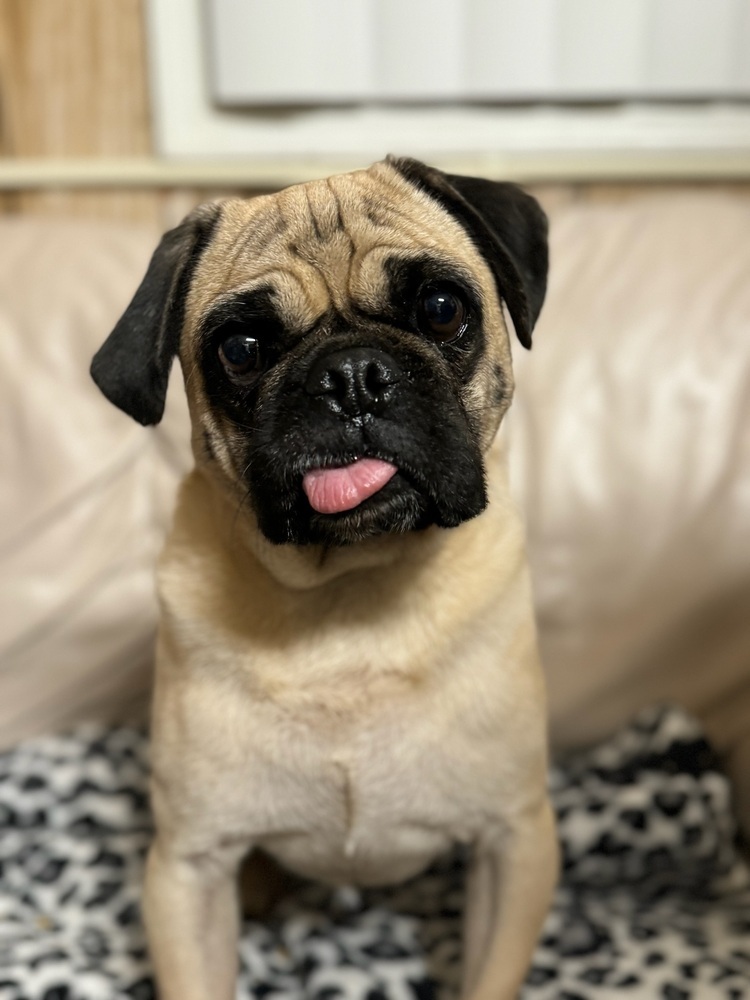Lollipop, an adoptable Pug in Tucson, AZ, 85711 | Photo Image 2