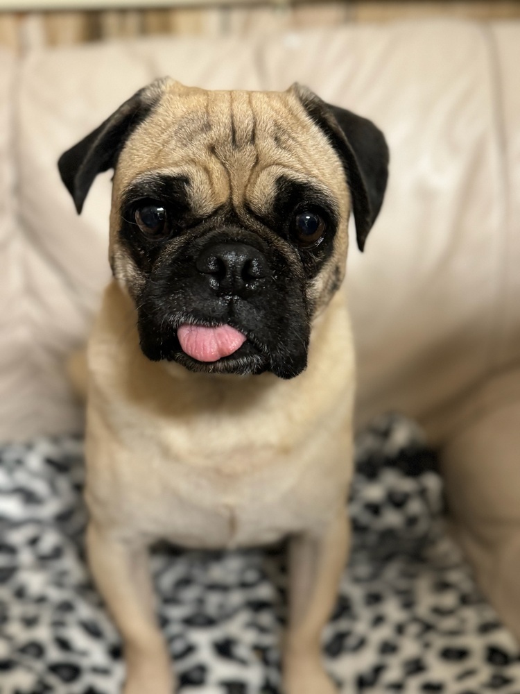 Lollipop, an adoptable Pug in Tucson, AZ, 85711 | Photo Image 3