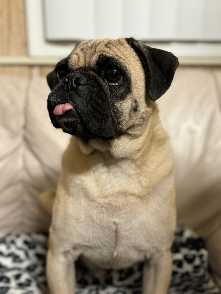 Lollipop, an adoptable Pug in Tucson, AZ, 85711 | Photo Image 4