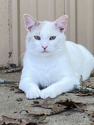 Petrie, Young Male Domestic Short Hair