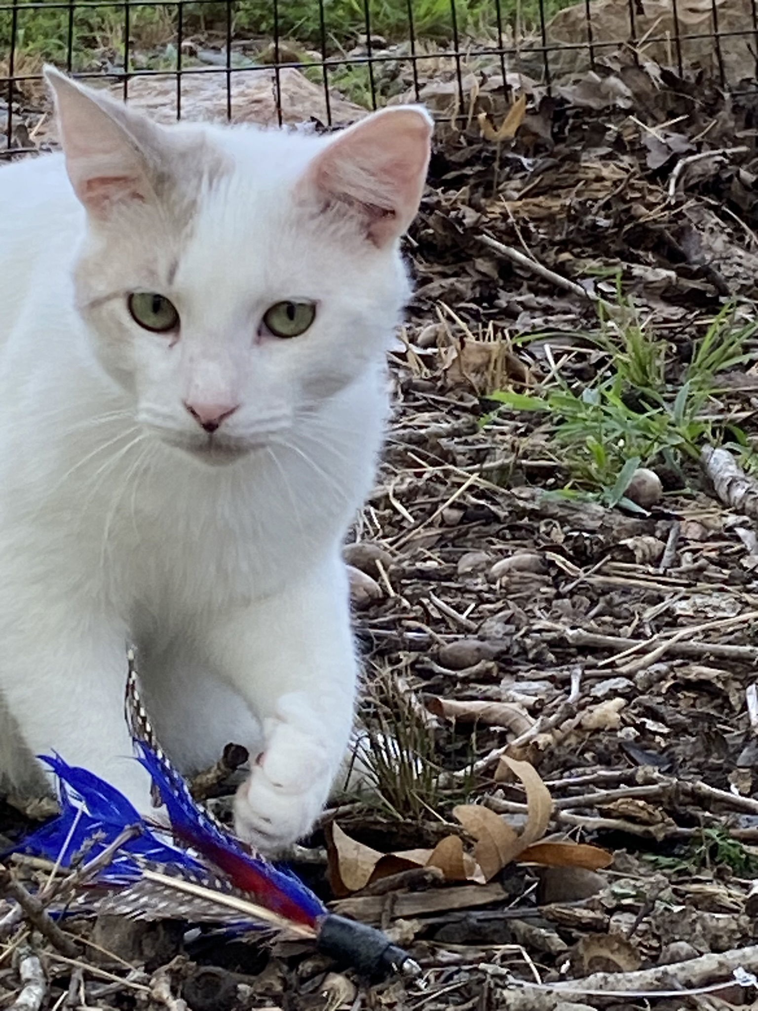 Petrie, an adoptable Domestic Short Hair in Drasco, AR, 72530 | Photo Image 2