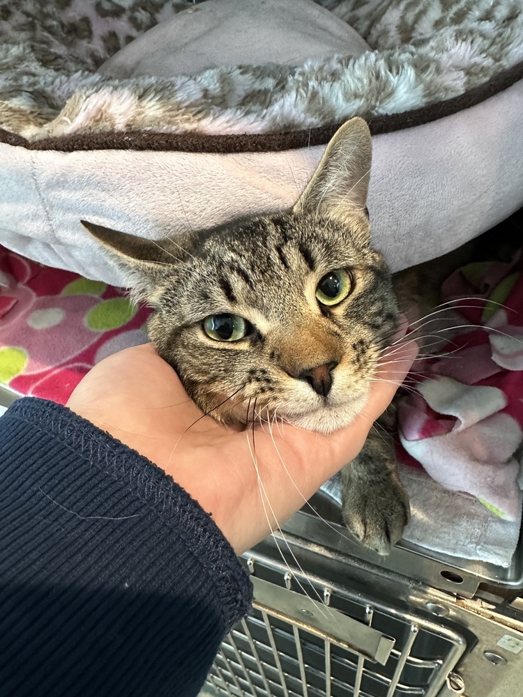 Edward, an adoptable Domestic Short Hair in Trenton, ME, 04605 | Photo Image 3