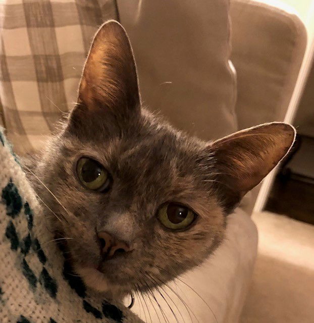 Ziggy