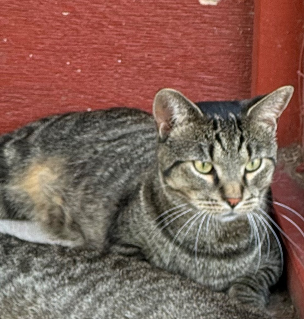 Charley, an adoptable Domestic Short Hair in Saginaw, MI, 48604 | Photo Image 1