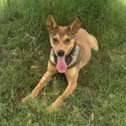 Dog For Adoption - Flip Flop, A Catahoula Leopard Dog Mix In Marshall 