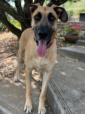 DUKE, Adult Male Great Dane
