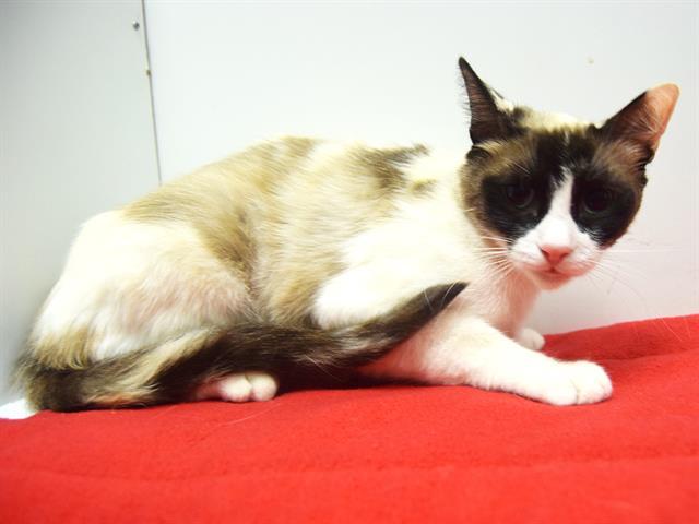 SEDONA, an adoptable Snowshoe in Sacramento, CA, 95827 | Photo Image 1