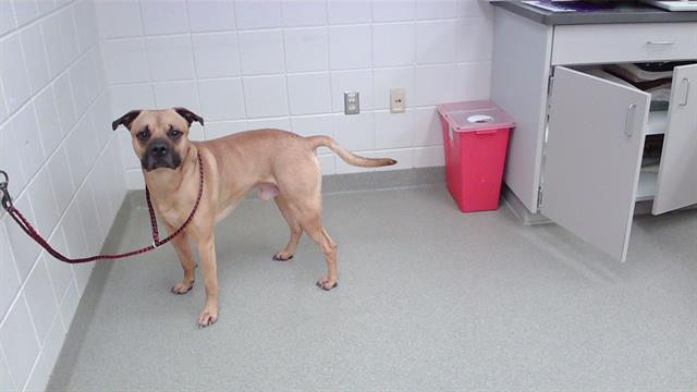 AVATAR, an adoptable Bullmastiff, Mixed Breed in Omaha, NE, 68134 | Photo Image 1