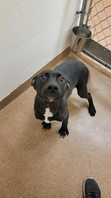 TOAD, an adoptable Pit Bull Terrier, Labrador Retriever in Casper, WY, 82601 | Photo Image 1