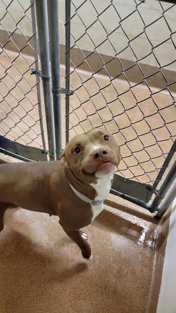 TOADETTE, an adoptable Pit Bull Terrier in Casper, WY, 82601 | Photo Image 1