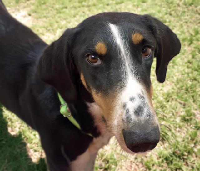 PRINCESS JULIA*, an adoptable Saluki, Mixed Breed in Tucson, AZ, 85745 | Photo Image 1