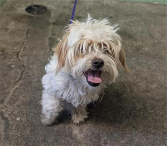 A691954, an adoptable Maltese in Sacramento, CA, 95818 | Photo Image 1