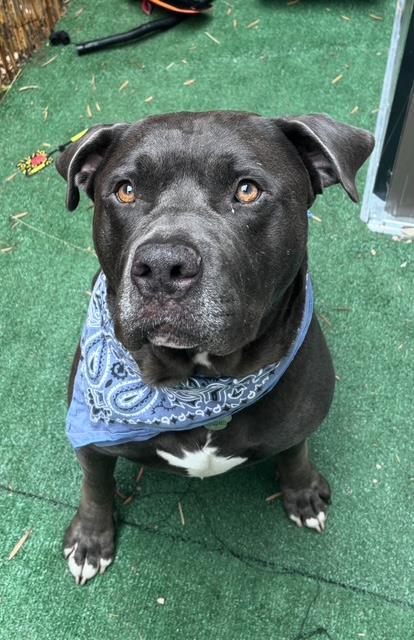 PORTER, an adoptable Staffordshire Bull Terrier in Santa Barbara, CA, 93111 | Photo Image 1