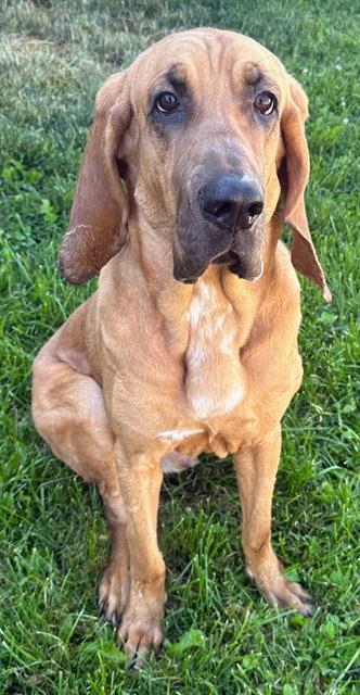 SCOUT, an adoptable Bloodhound in Ogden, UT, 84404 | Photo Image 1